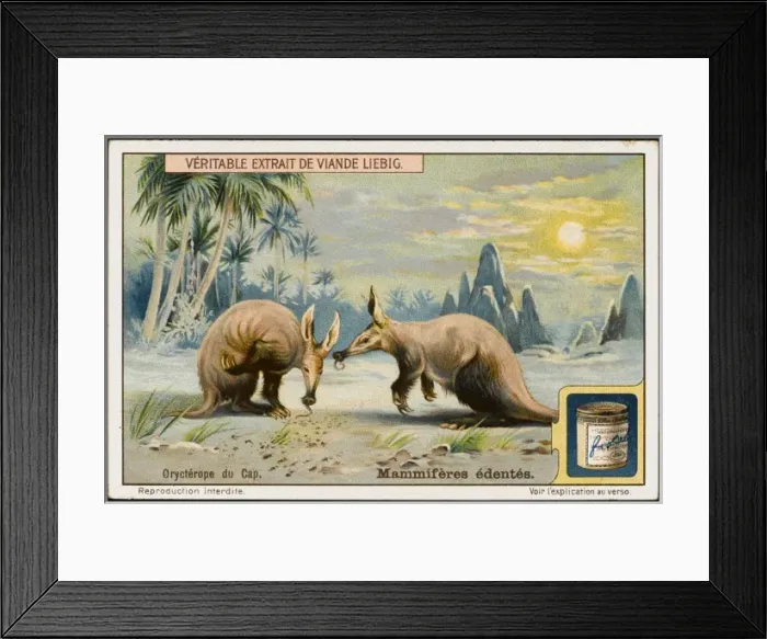 Framed Print : Cape Aardvark Framed Print : Cape Aardvark