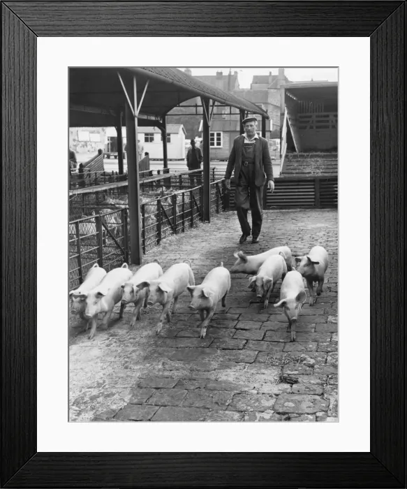 Framed Print : Pigs to Market Framed Print : Pigs to Market