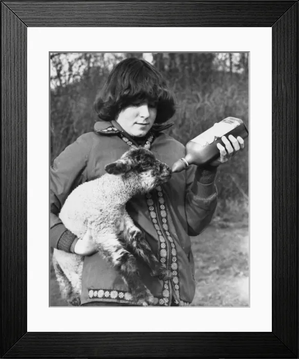 Framed Print : Feeding a Lamb Framed Print : Feeding a Lamb