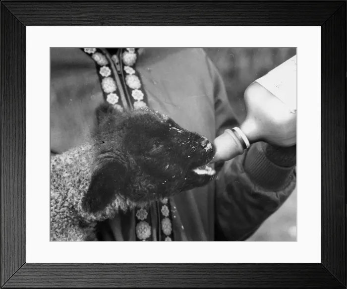 Framed Print : Feeding a Lamb Framed Print : Feeding a Lamb