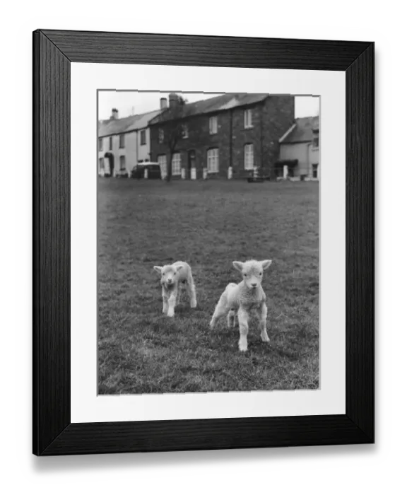 Framed Print : Two Cute Lambs Framed Print : Two Cute Lambs