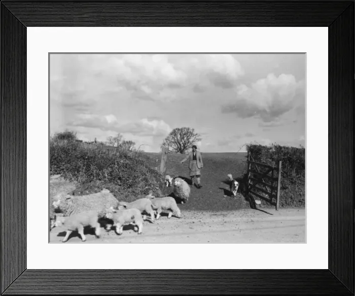 Framed Print : Shepherd, Sheep & Dog Framed Print : Shepherd, Sheep & Dog