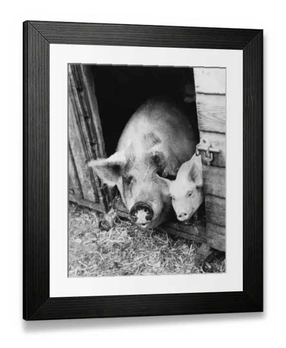 Framed Print : Sow and Piglet Framed Print : Sow and Piglet