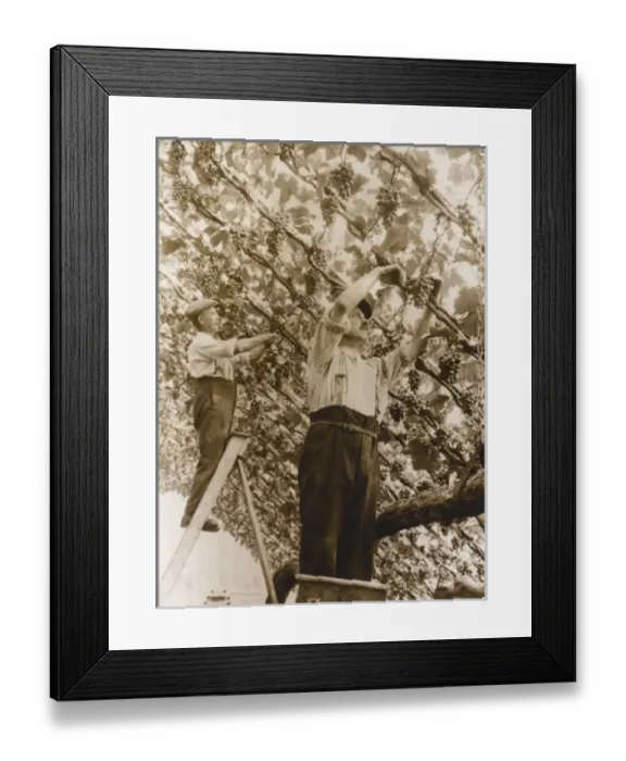 Framed Print : Harvesting Grapes Framed Print : Harvesting Grapes