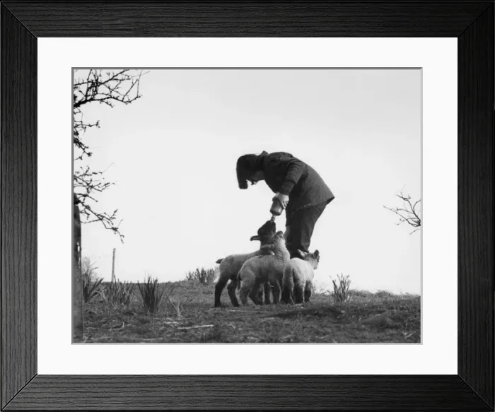 Framed Print : Hand-Reared Lambs Framed Print : Hand-Reared Lambs