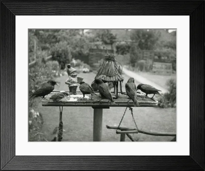 Framed Print : Starlings Feeding Framed Print : Starlings Feeding