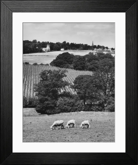 Framed Print : Kentish Countryside Framed Print : Kentish Countryside