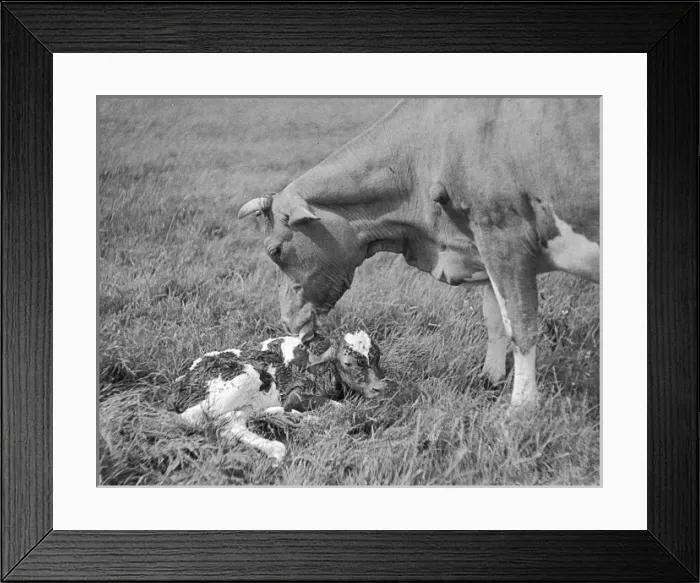 Framed Print : Newborn Calf Framed Print : Newborn Calf