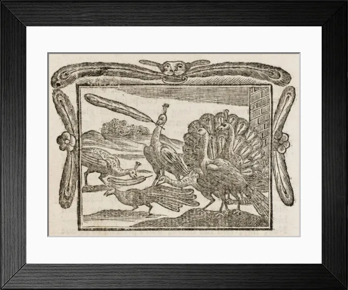 Framed Print : Fable / Daw & Feathers Framed Print : Fable / Daw & Feathers