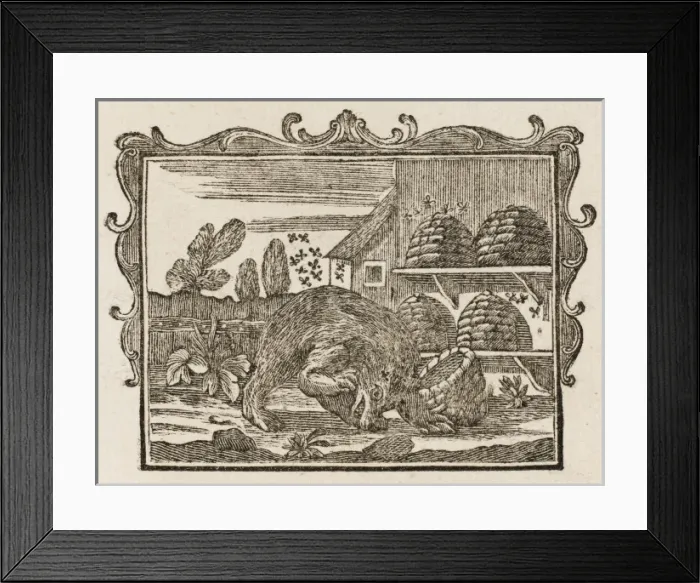 Framed Print : The Bear and the Bees Framed Print : The Bear and the Bees