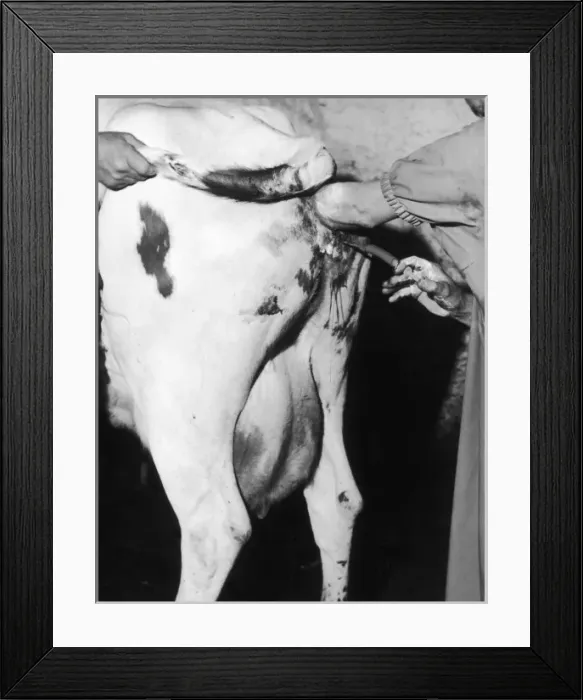 Framed Print : Artificial Insemination Framed Print : Artificial Insemination
