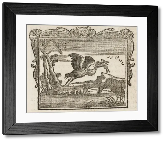 Framed Print : Cormorant & the Fishes Framed Print : Cormorant & the Fishes