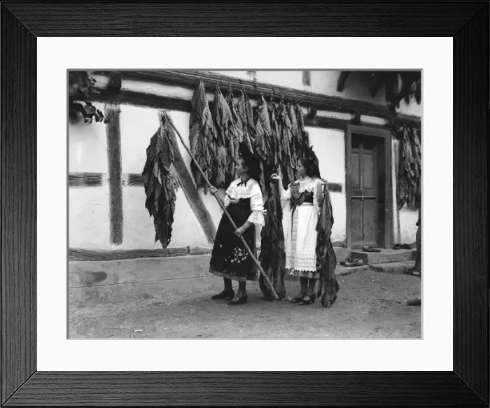 Framed Print : Tobacco Industry Framed Print : Tobacco Industry