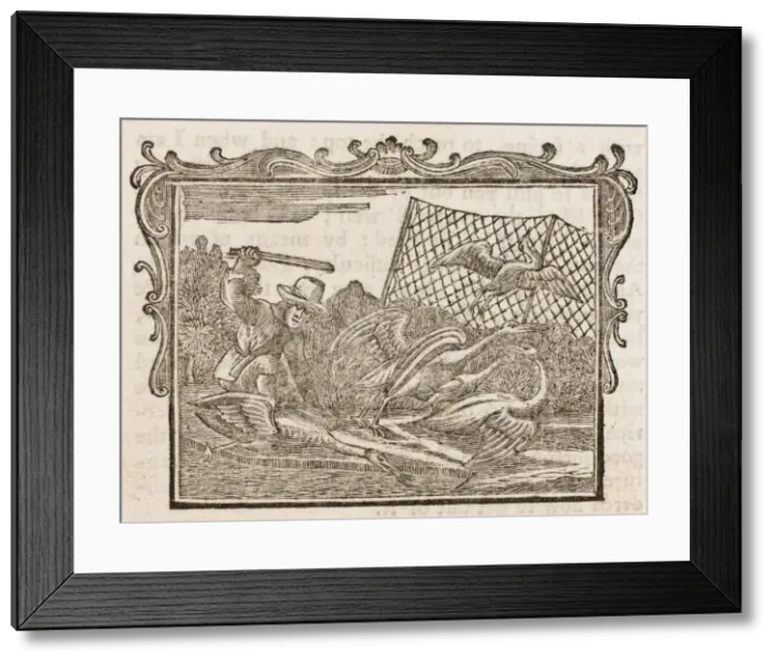 Framed Print : Farmer, Cranes & Stork Framed Print : Farmer, Cranes & Stork