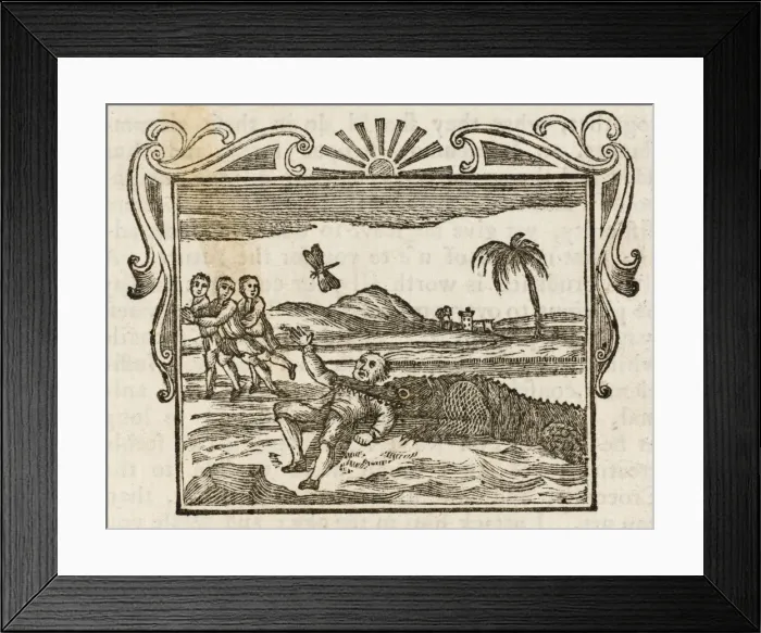 Framed Print : Man Eaten by Crocodile Framed Print : Man Eaten by Crocodile