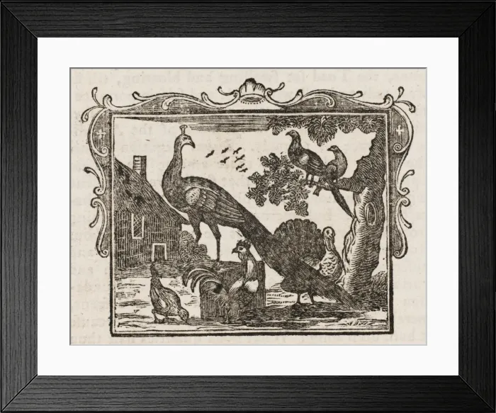 Framed Print : Fable / the Peacock Framed Print : Fable / the Peacock