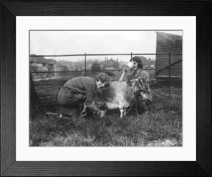 Framed Print : Milking a Goat Framed Print : Milking a Goat