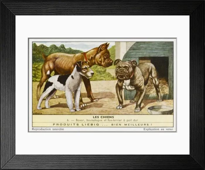 Framed Print : Bulldog, Boxer, Terrier Framed Print : Bulldog, Boxer, Terrier