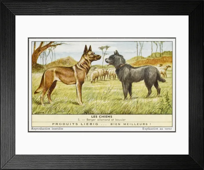 Framed Print : Bouvier & German Shep Framed Print : Bouvier & German Shep