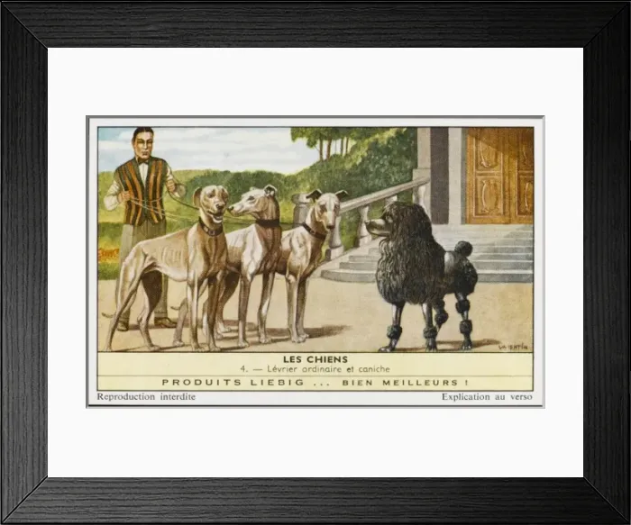 Framed Print : Greyhounds and Poodle Framed Print : Greyhounds and Poodle