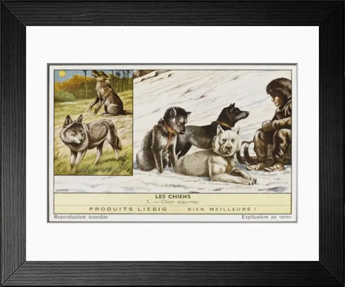 Framed Print : Eskimo Dogs Framed Print : Eskimo Dogs