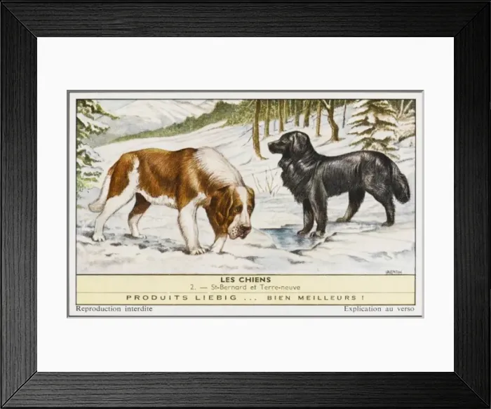 Framed Print : Newfoundland, St Bernard Framed Print : Newfoundland, St Bernard