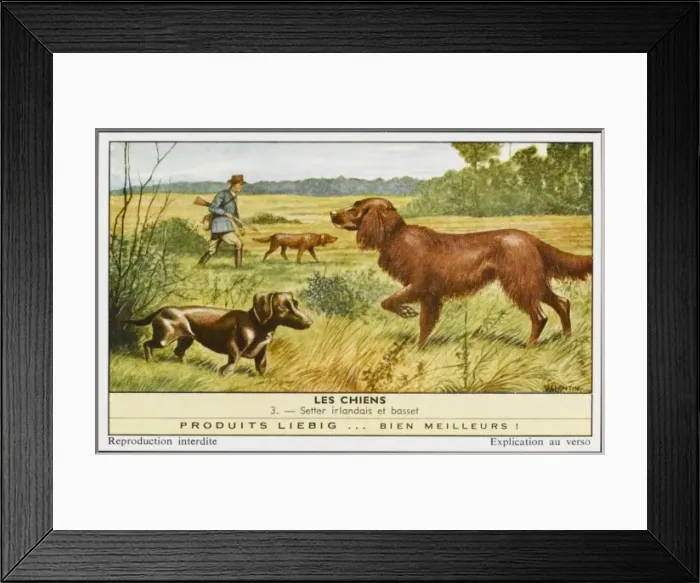 Framed Print : Setter and Basset Framed Print : Setter and Basset