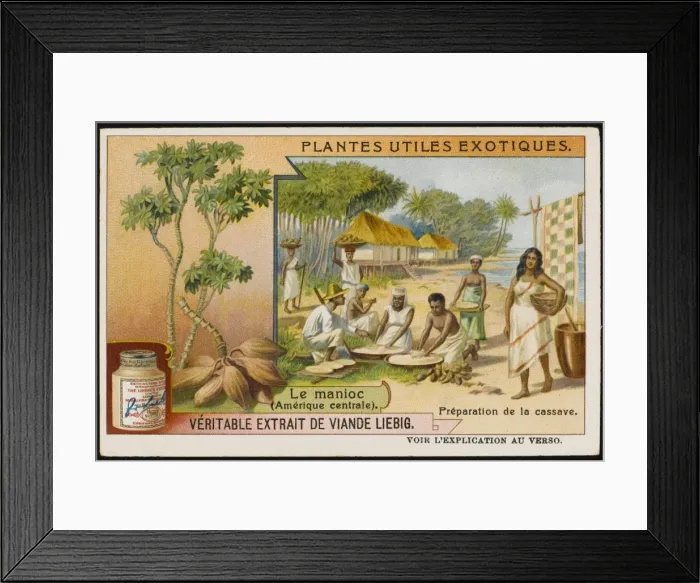 Framed Print : Cassava / Manioc Framed Print : Cassava / Manioc