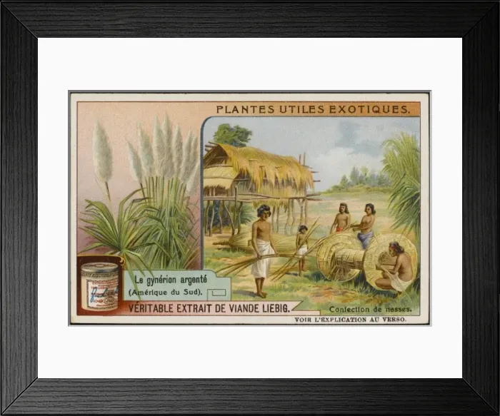 Framed Print : Pampas Grass Cultivate Framed Print : Pampas Grass Cultivate