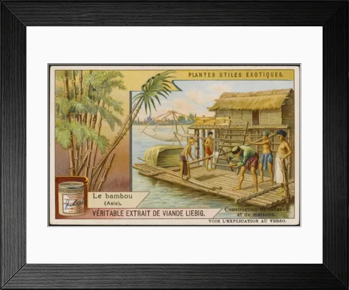Framed Print : Bamboo Cultivation Framed Print : Bamboo Cultivation
