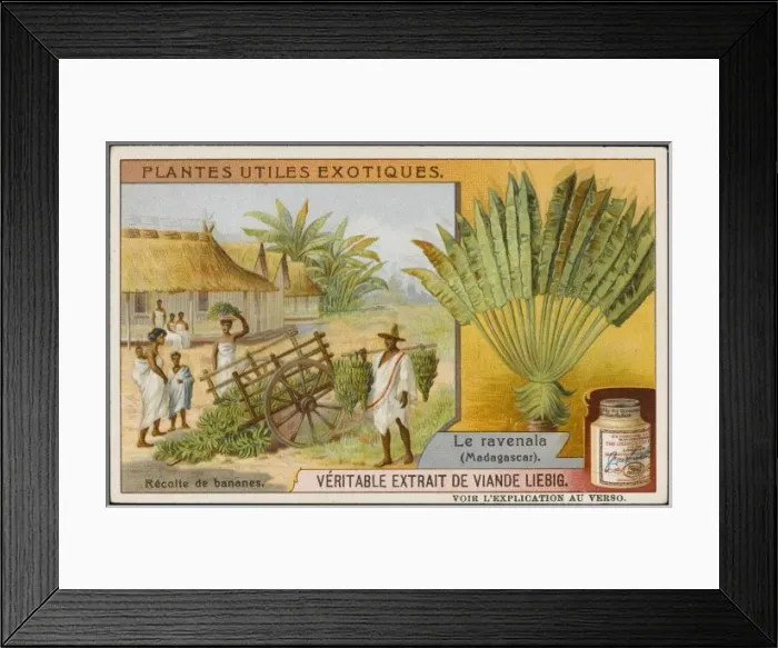 Framed Print : RAVENALA. Ravenala, or Travelers Tree, is cultivated in Madagascar for its water-retaining Framed Print : RAVENALA. Ravenala, or Travelers Tree, is cultivated in Madagascar for its water-retaining