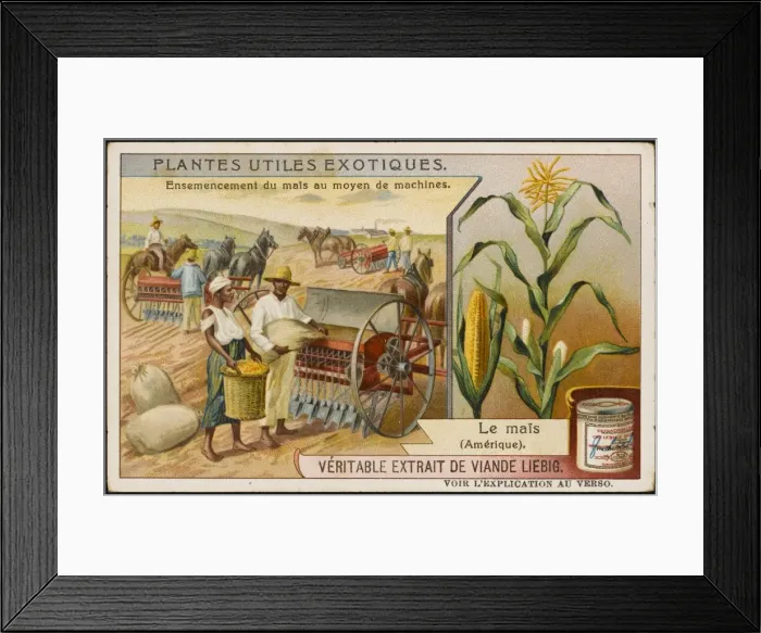Framed Print : Farming Maize USA Framed Print : Farming Maize USA