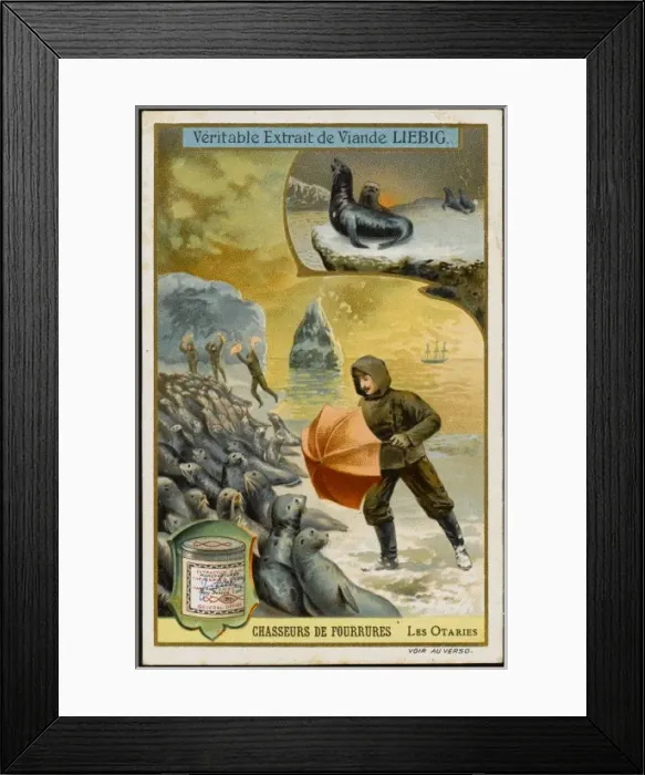 Framed Print : Fur - Seal Hunting Framed Print : Fur - Seal Hunting