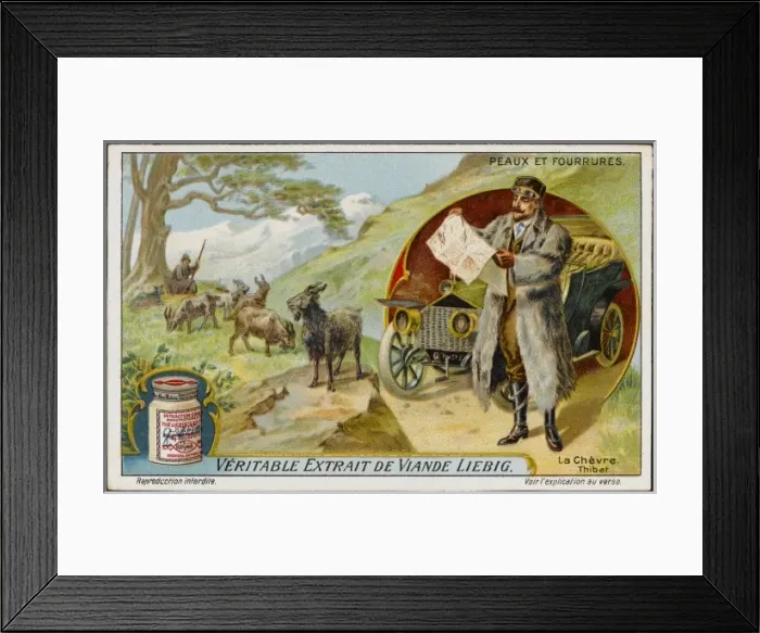 Framed Print : Fur : Tibetan Goat Framed Print : Fur : Tibetan Goat