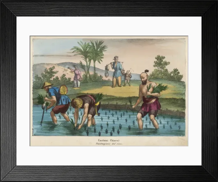 Framed Print : Planting Rice China Framed Print : Planting Rice China