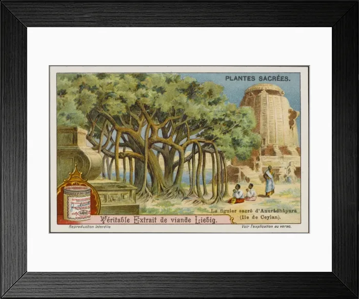 Framed Print : Sacred Banyan Framed Print : Sacred Banyan