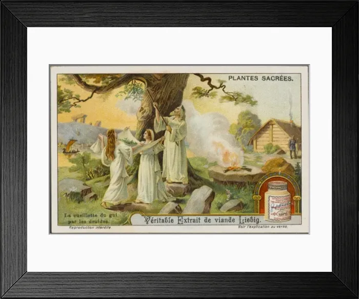 Framed Print : Sacred Mistletoe Framed Print : Sacred Mistletoe