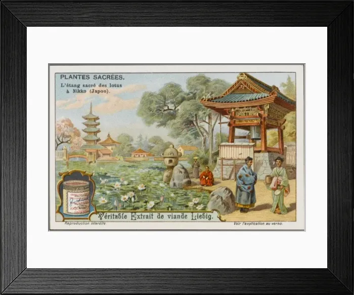 Framed Print : Sacred Lotus Framed Print : Sacred Lotus
