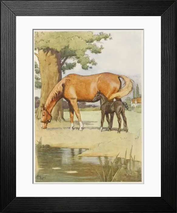 Framed Print : Black Beauty & Mother Framed Print : Black Beauty & Mother