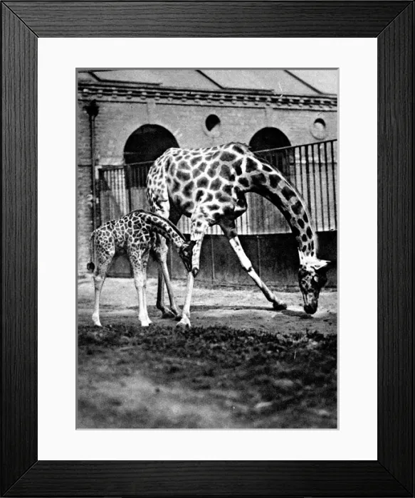 Framed Print : Giraffes at London Zoo, 1922 Framed Print : Giraffes at London Zoo, 1922