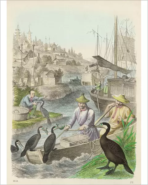 Fishing with Cormorants