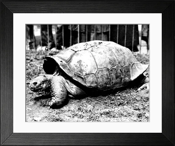 Framed Print : Giant Tortoise at London Zoo, 1936 Framed Print : Giant Tortoise at London Zoo, 1936