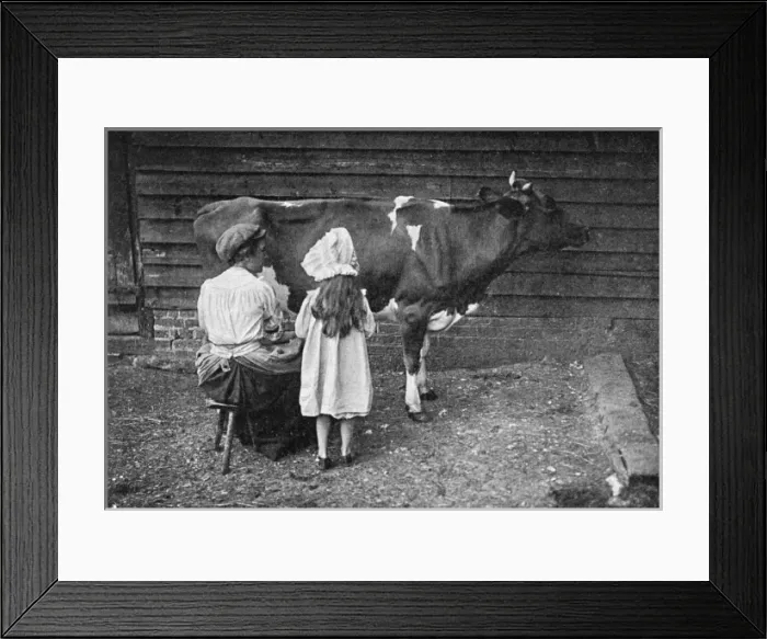 Framed Print : Milking a Cow Framed Print : Milking a Cow