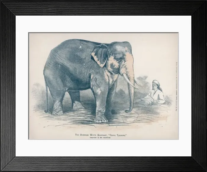 Framed Print : Sacred White Elephant Framed Print : Sacred White Elephant