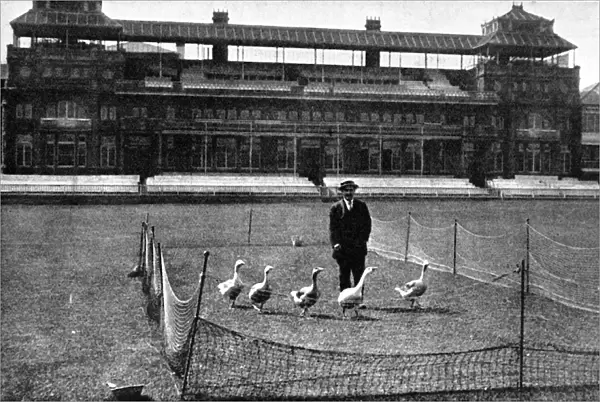 Lords Cricket Ground as a Goose Farm, 1915