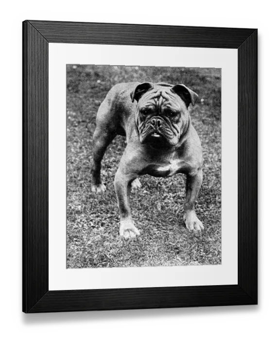 Framed Print : The Champion Bulldog, Baron Sedgemere, 1897 Framed Print : The Champion Bulldog, Baron Sedgemere, 1897