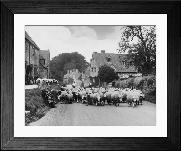 Framed Print : Sheep Going to Market Framed Print : Sheep Going to Market