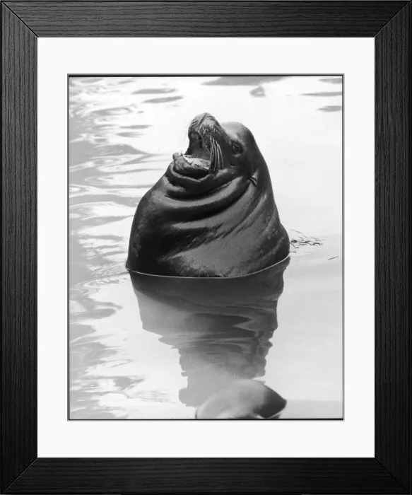 Framed Print : Squealing Seal Framed Print : Squealing Seal
