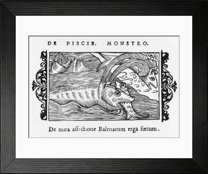 Framed Print : Whale Eating Fish / 1555 Framed Print : Whale Eating Fish / 1555