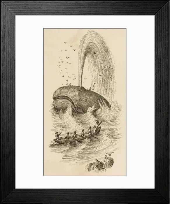 Framed Print : Sperm Whales Caught Framed Print : Sperm Whales Caught